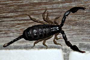 Scorpion in Apt, Luberon, Provence